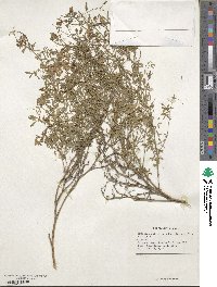 Medicago falcata image