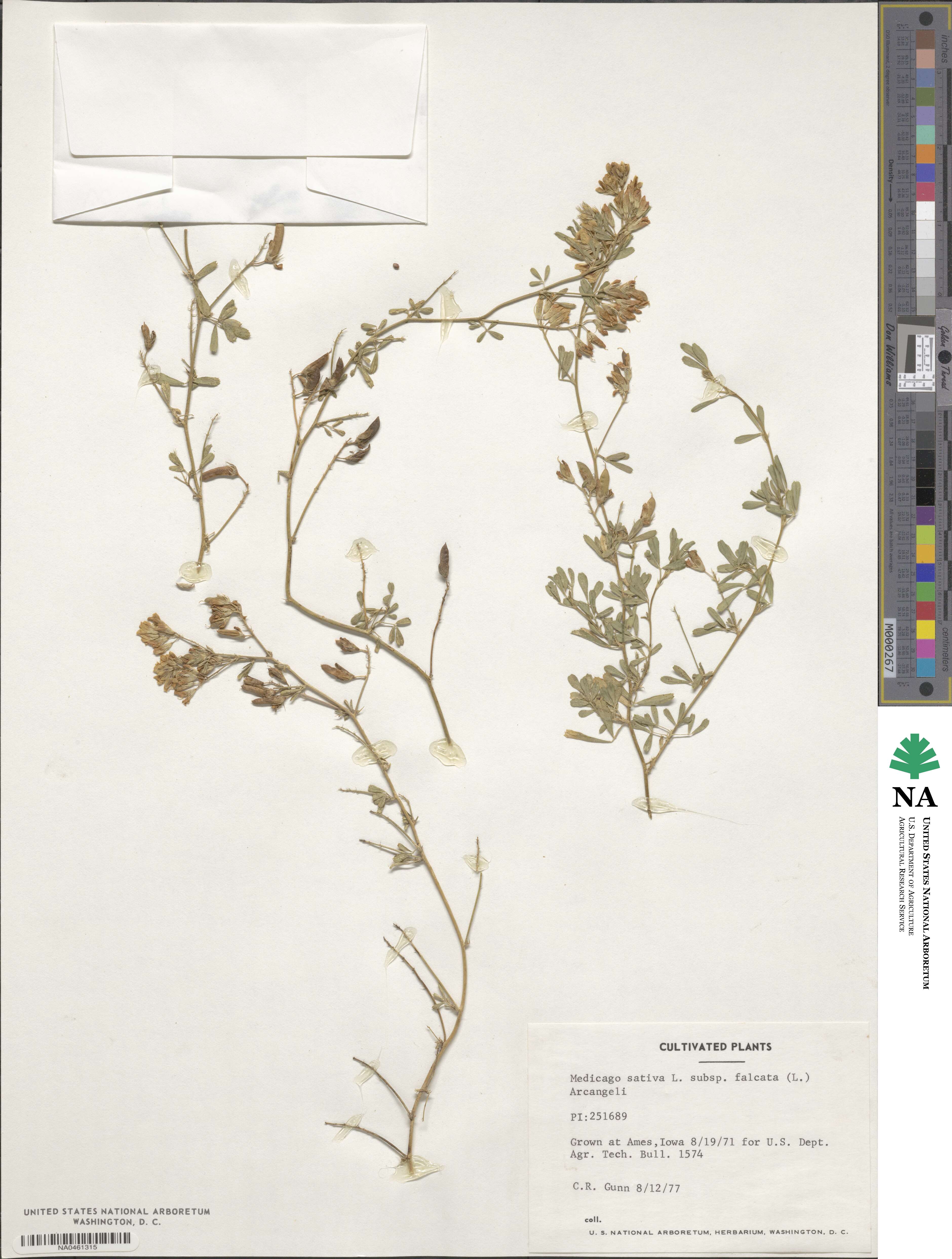 Medicago falcata image