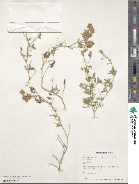 Medicago falcata image