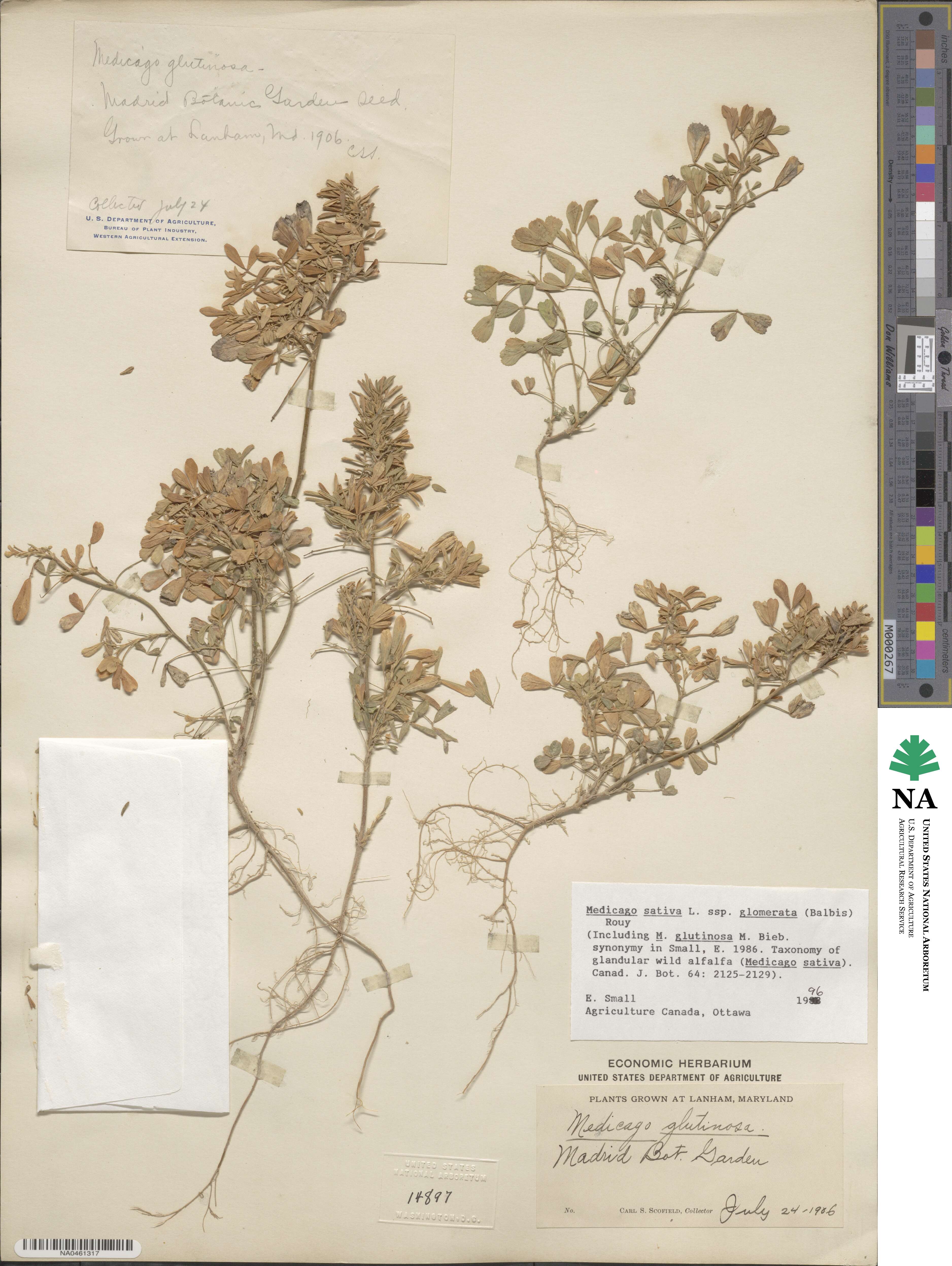 Medicago sativa subsp. glomerata image