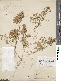 Medicago sativa subsp. glomerata image