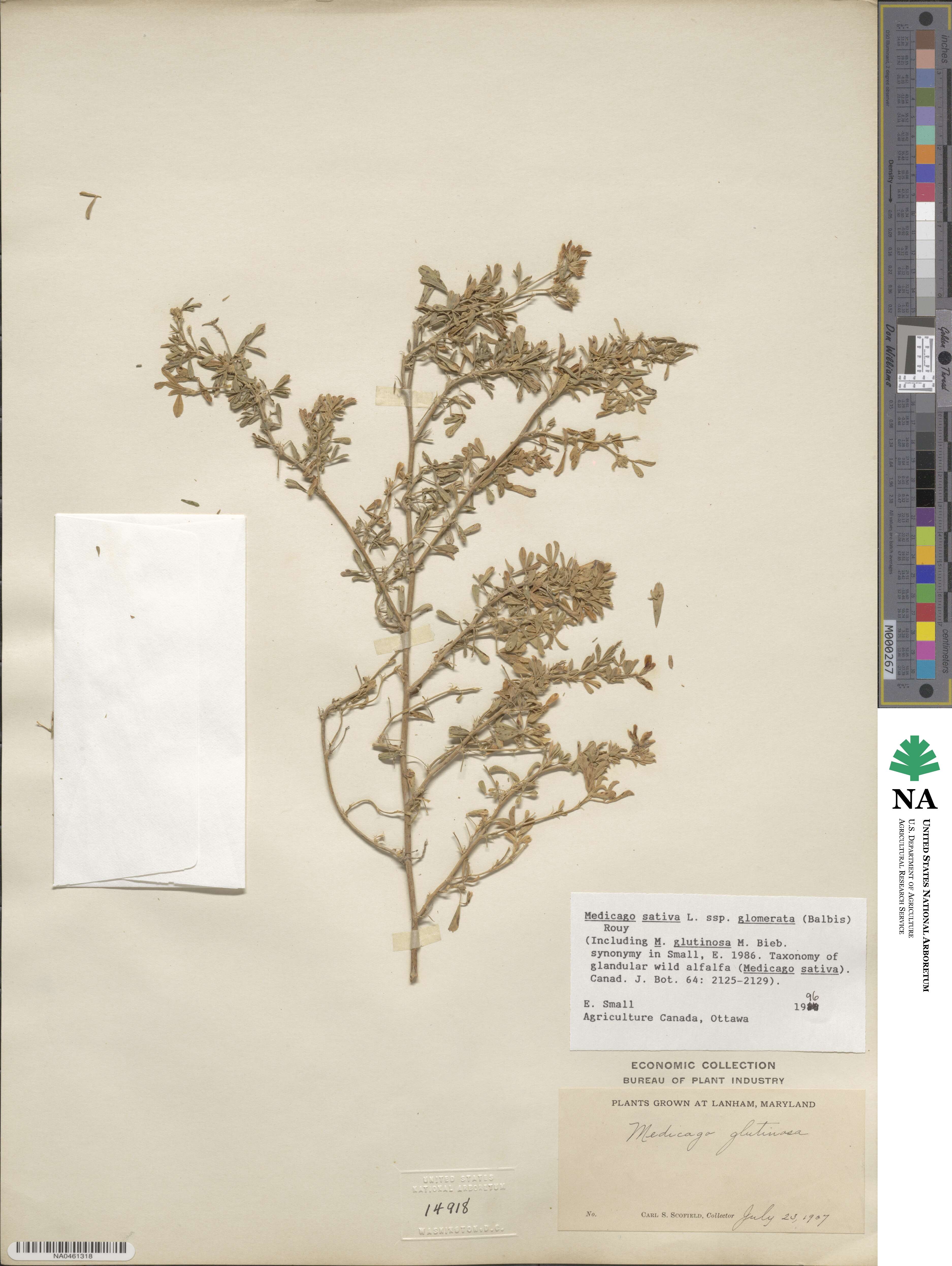 Medicago sativa subsp. glomerata image