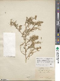 Medicago sativa subsp. glomerata image