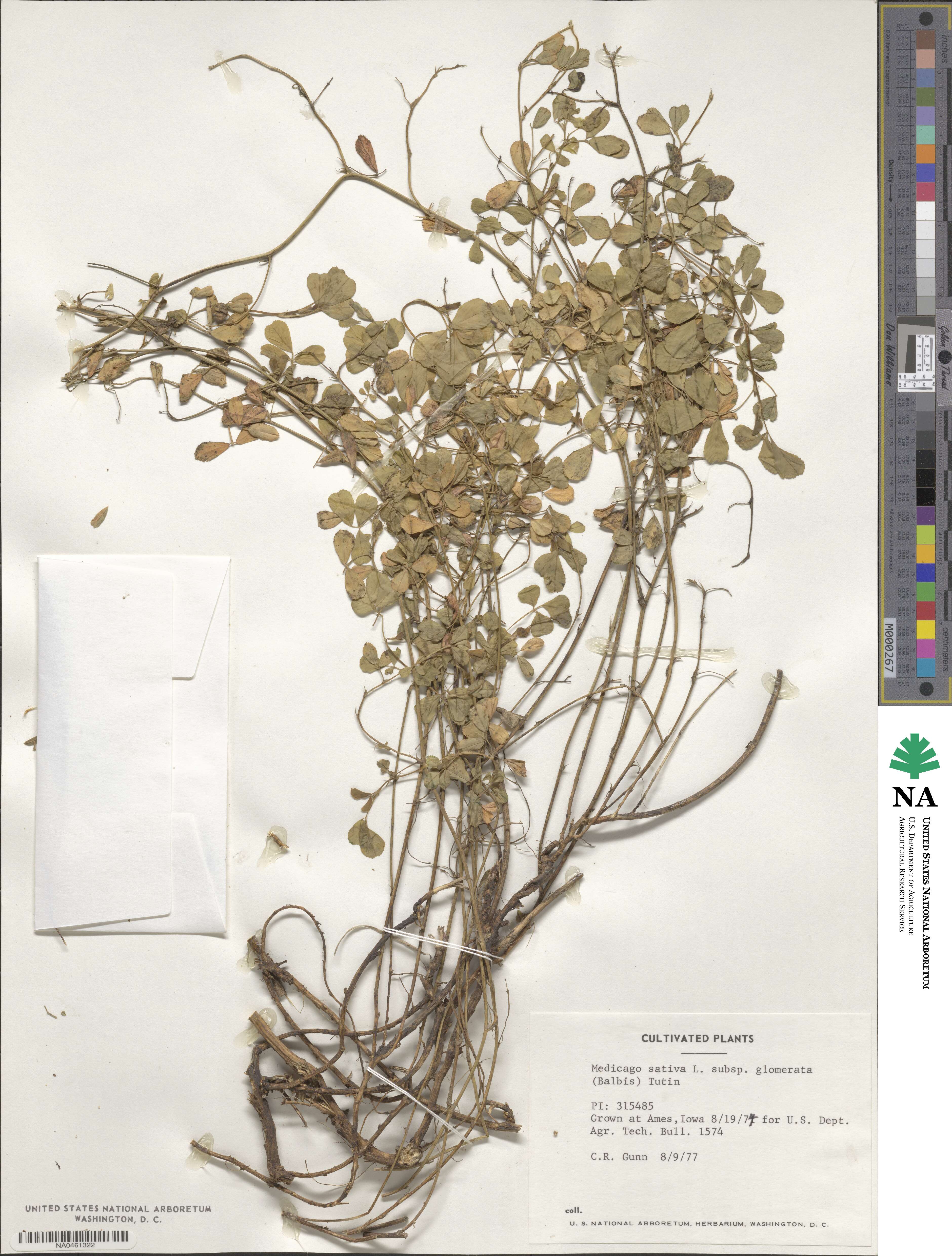 Medicago sativa subsp. glomerata image