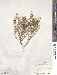 Medicago × varia image