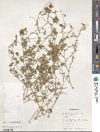 Medicago × varia image