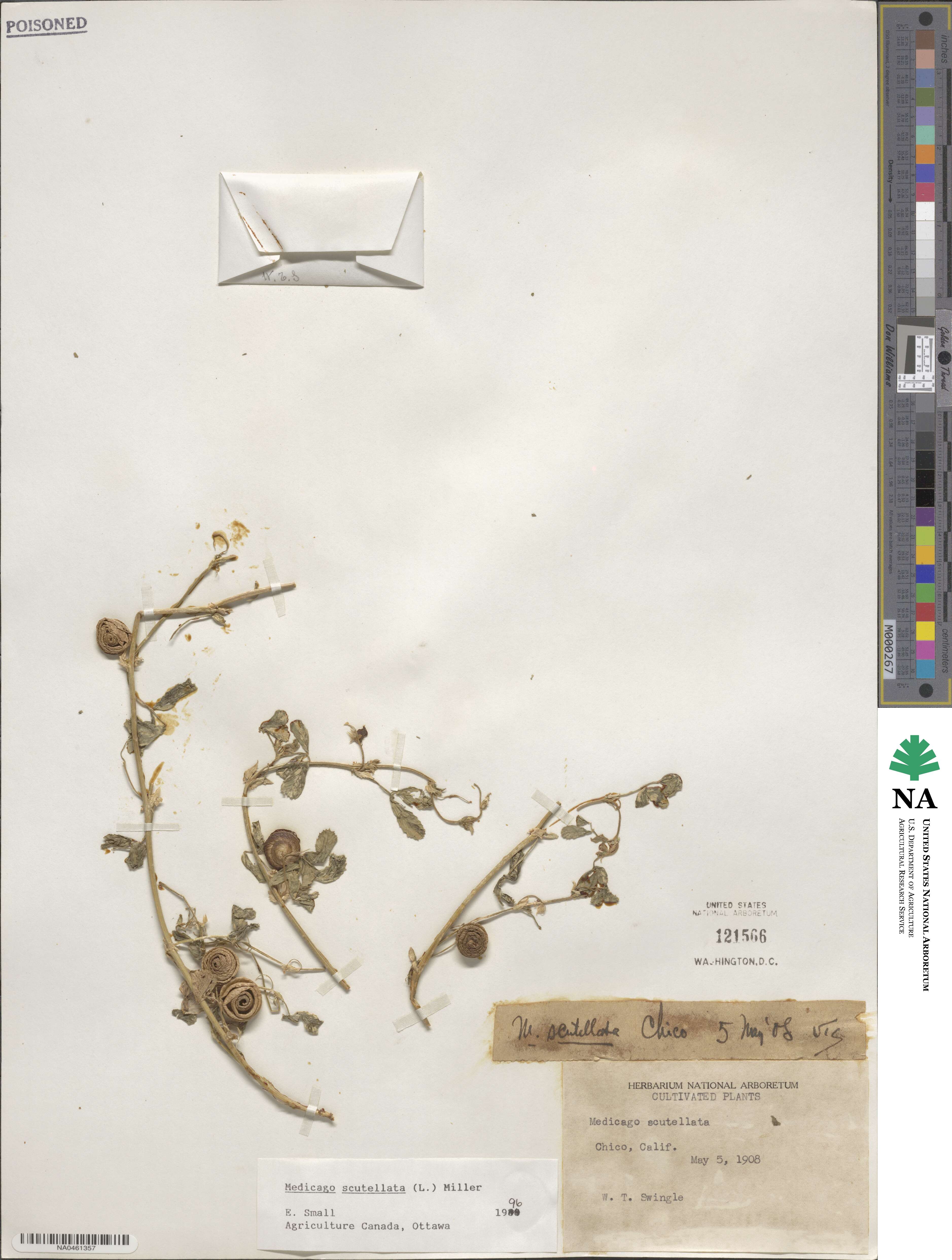 Medicago scutellata image