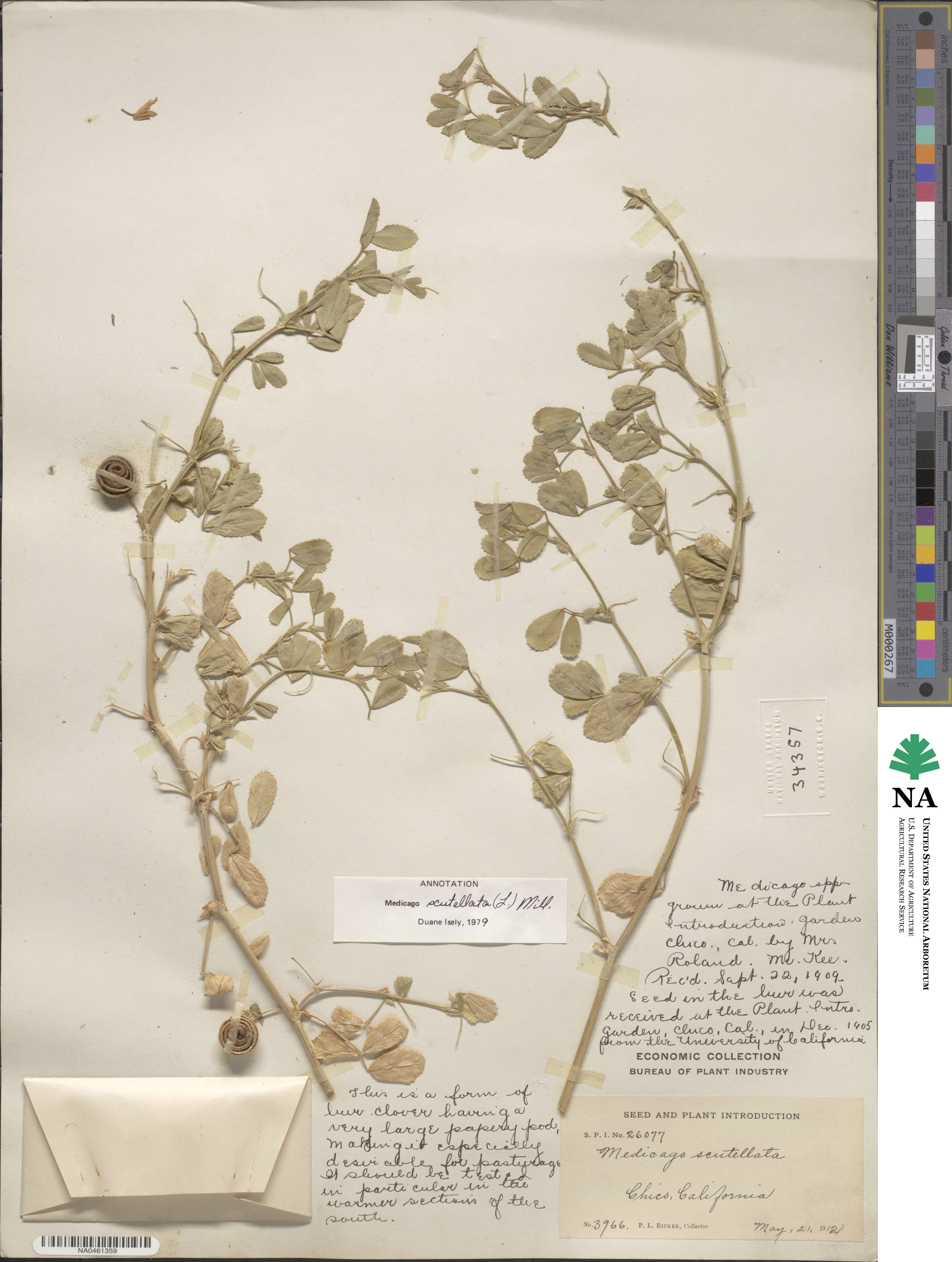 Medicago scutellata image