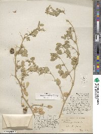 Medicago scutellata image