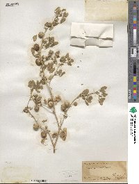 Medicago scutellata image