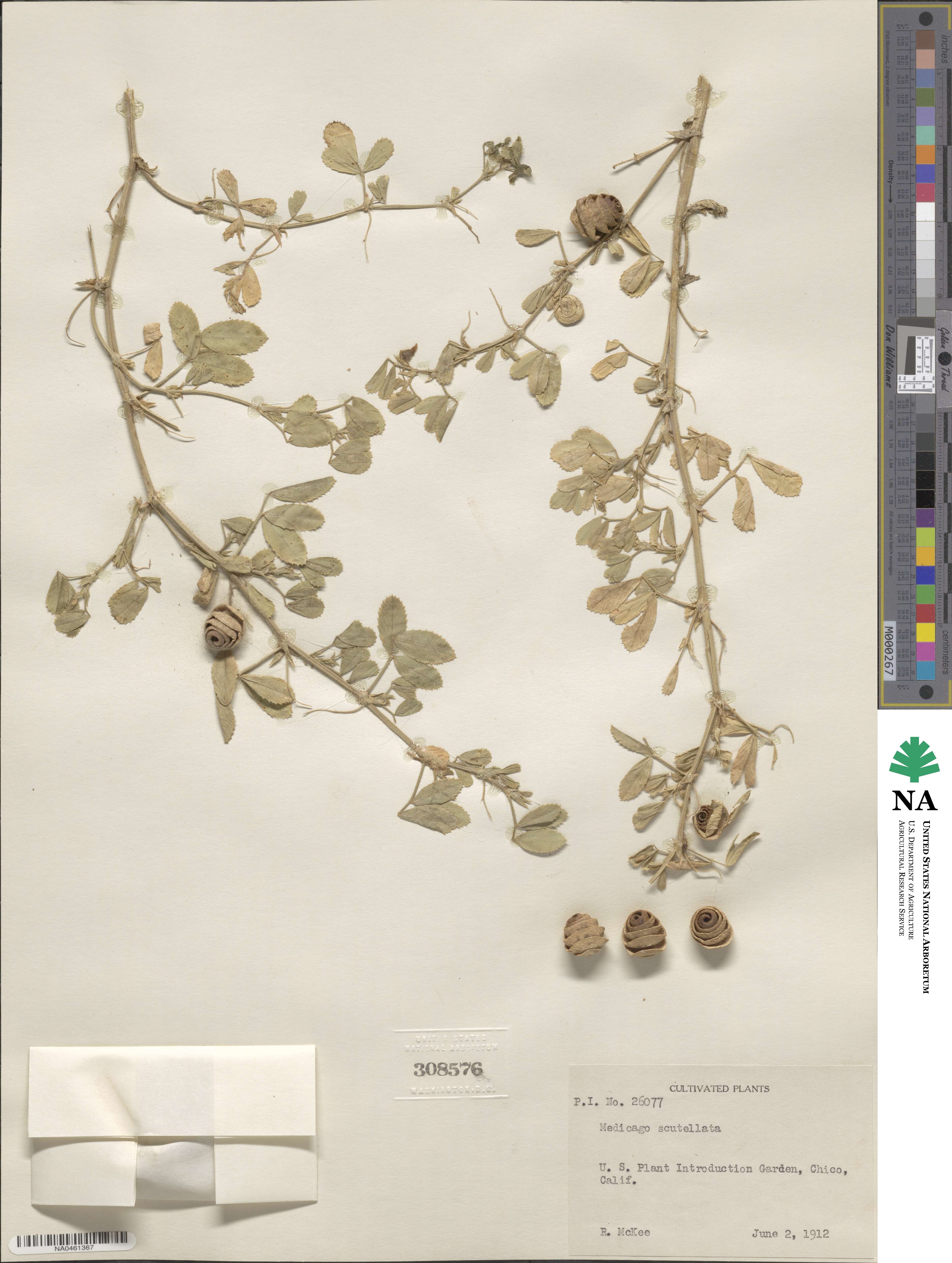 Medicago scutellata image