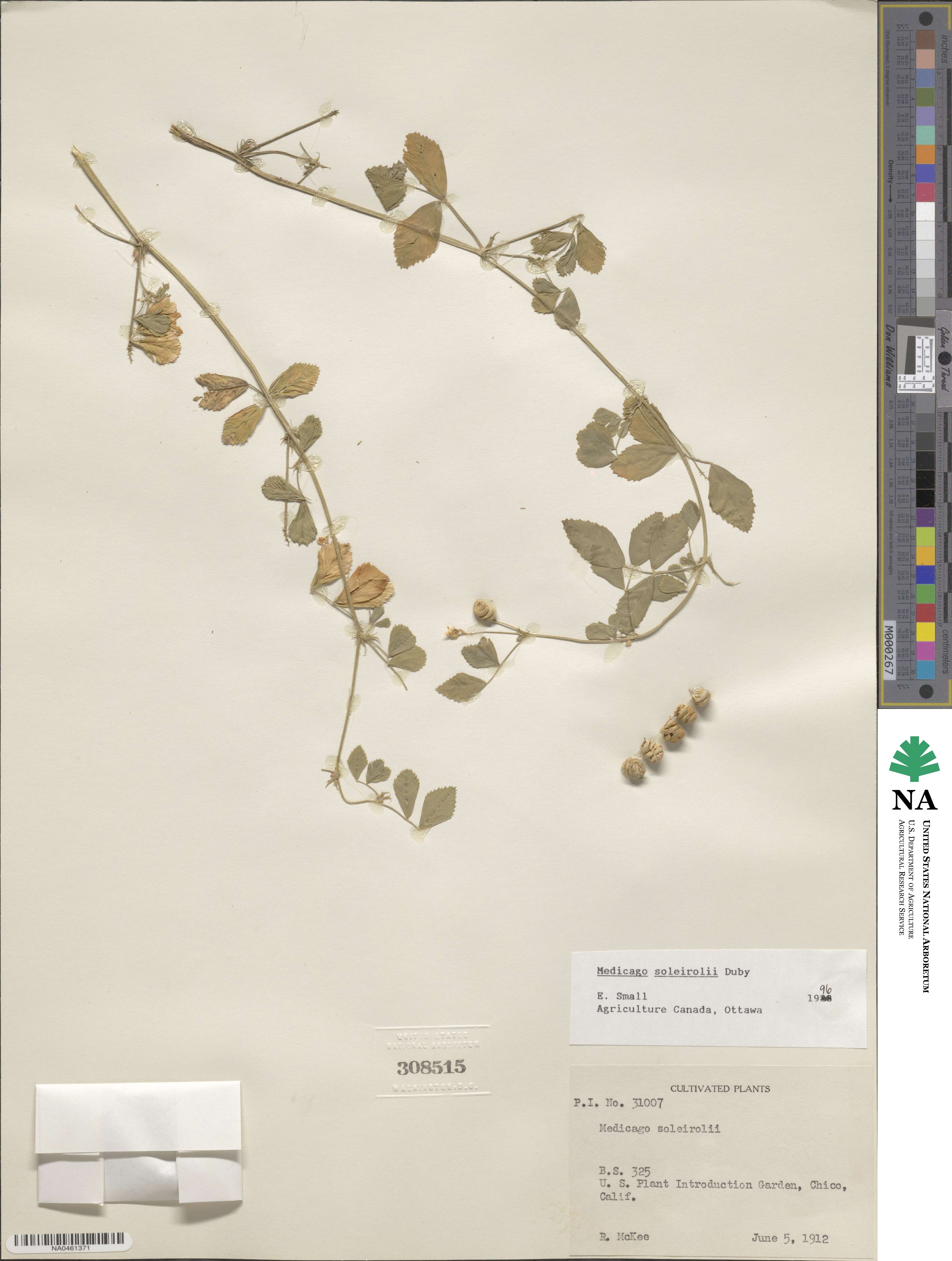 Medicago soleirolii image