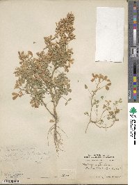 Medicago suffruticosa image