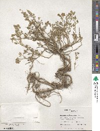Medicago suffruticosa image