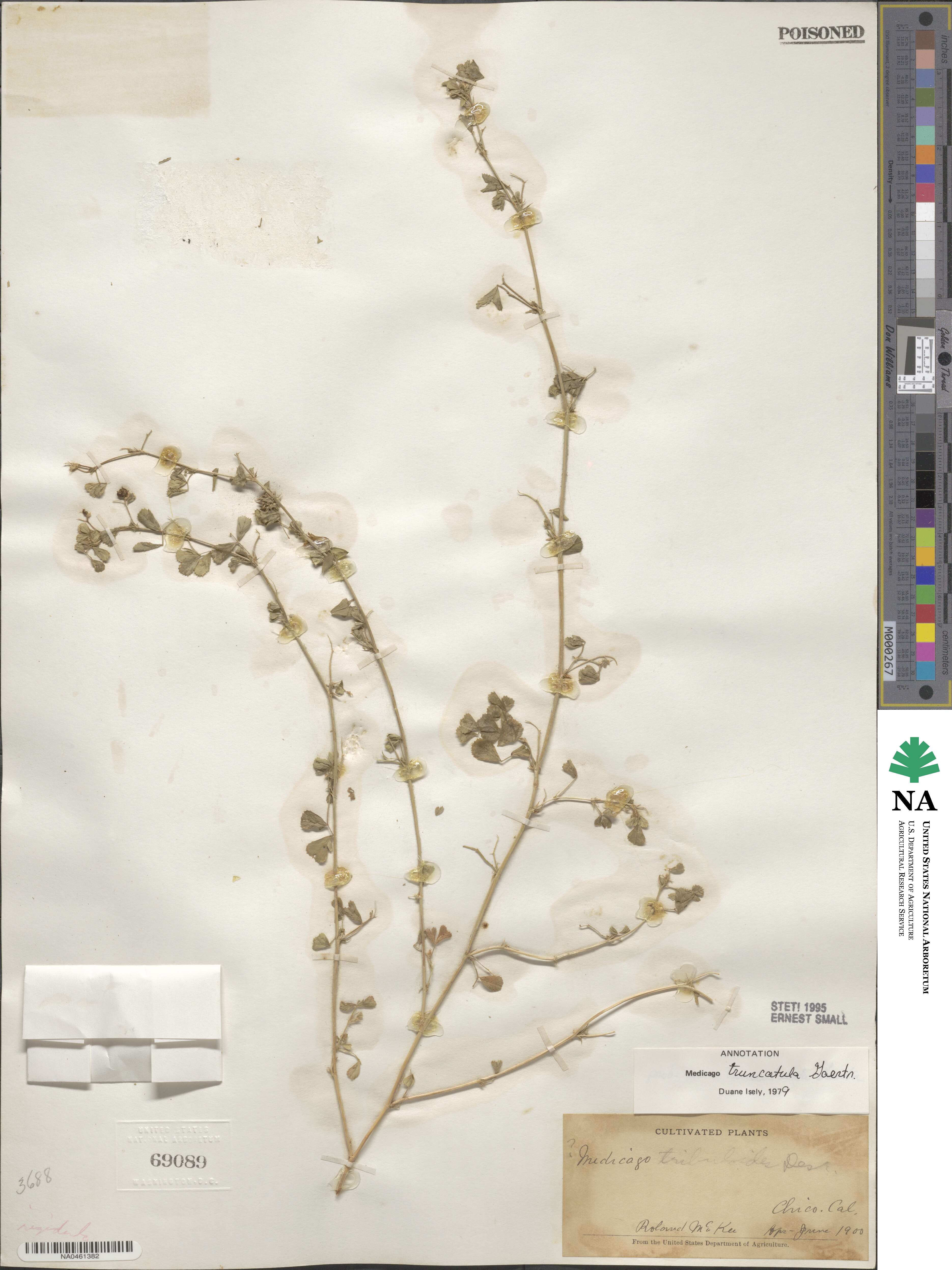 Medicago truncatula image