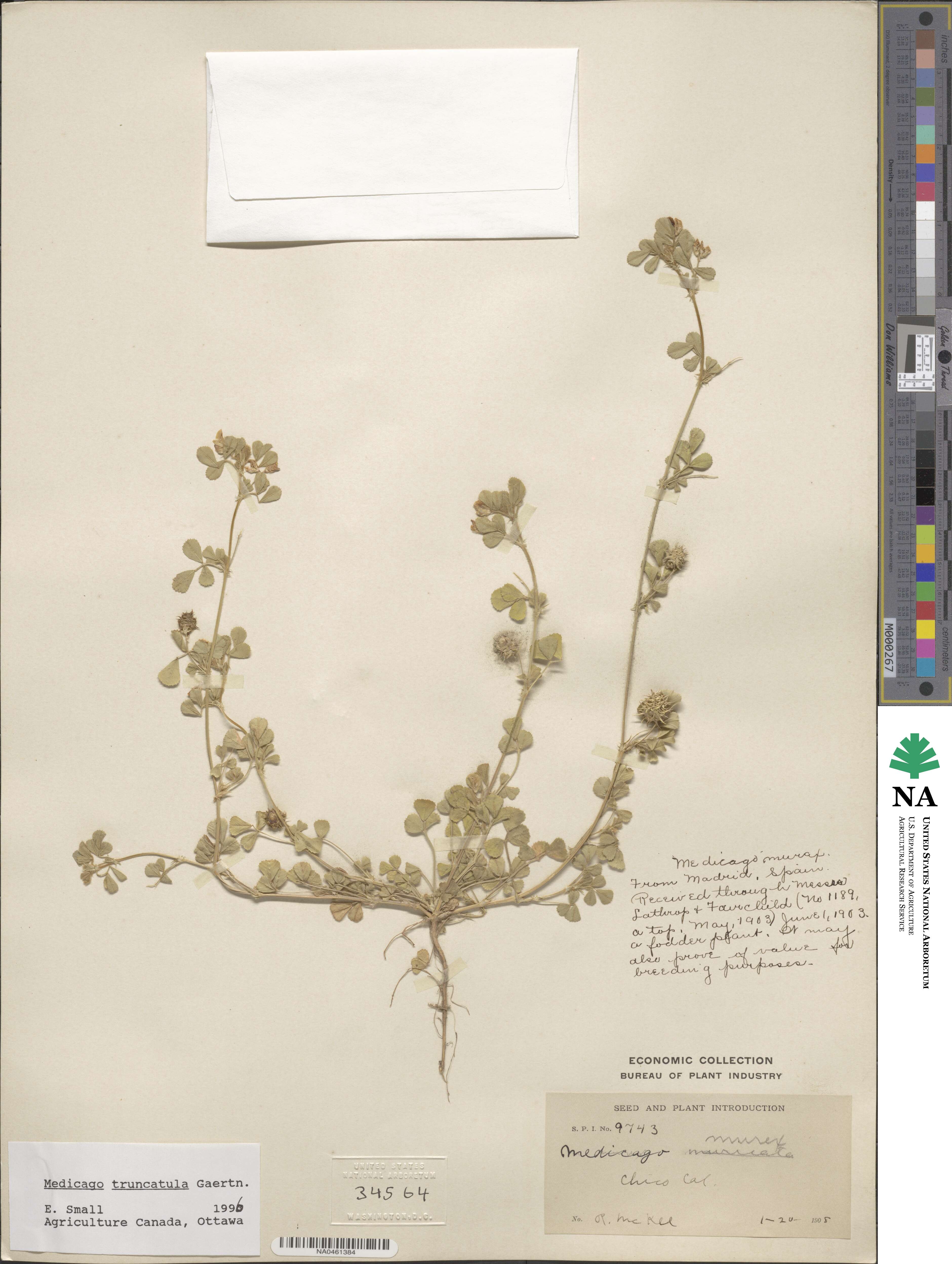Medicago truncatula image