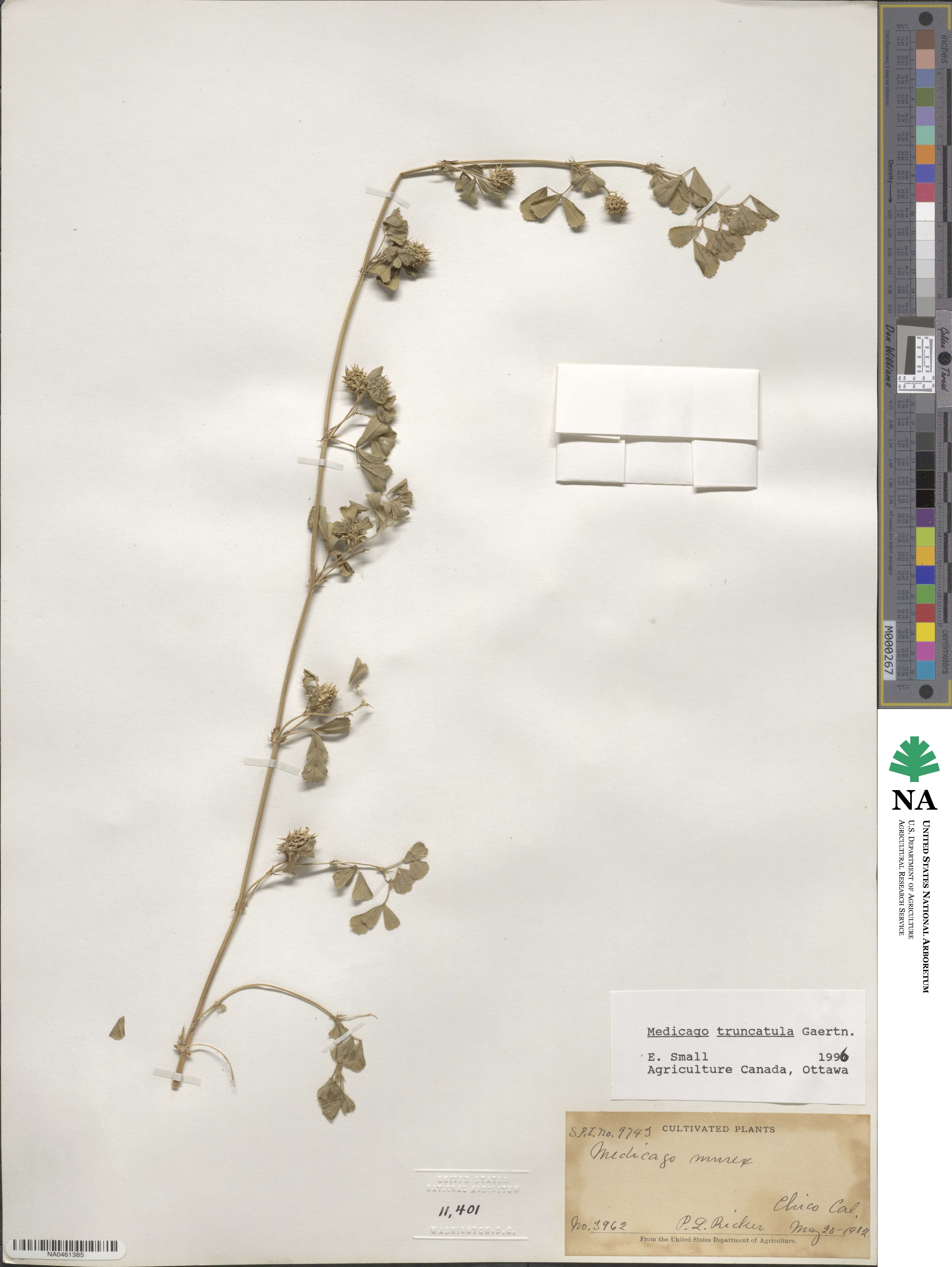 Medicago truncatula image