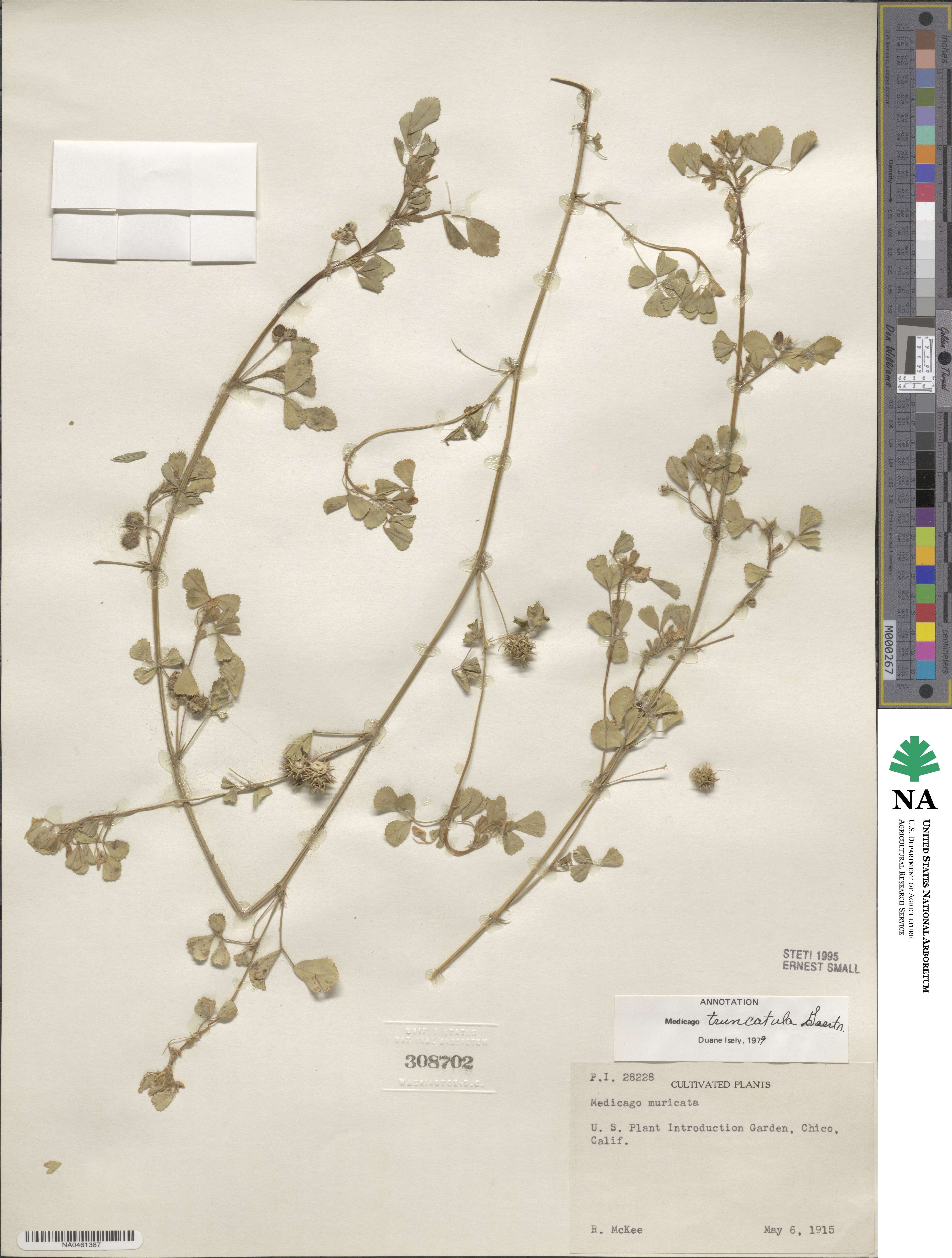 Medicago truncatula image