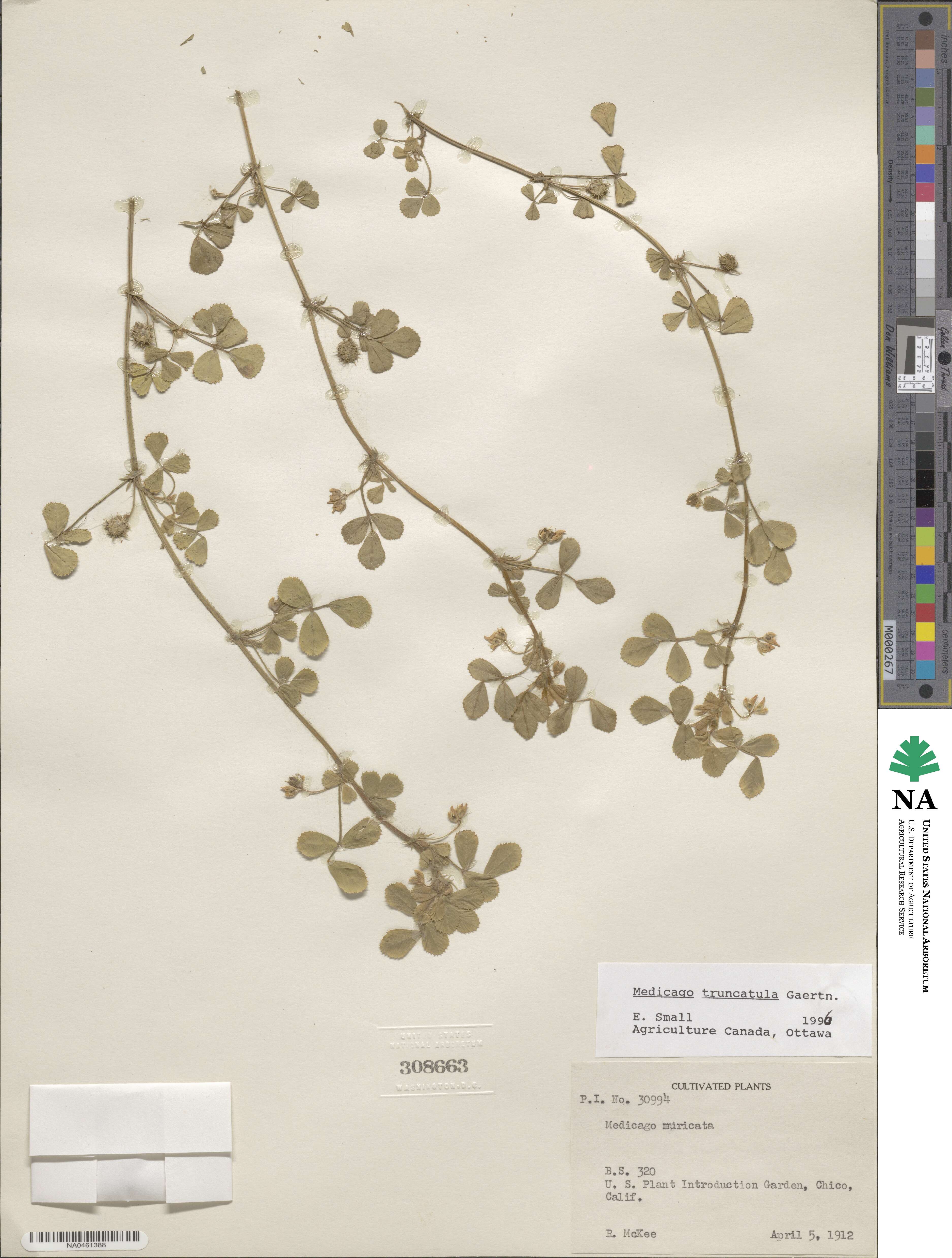 Medicago truncatula image