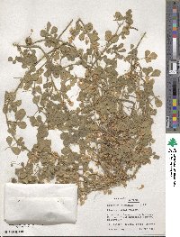 Medicago turbinata image