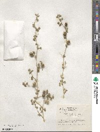 Medicago turbinata image