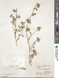 Medicago turbinata image