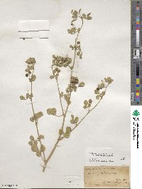 Medicago turbinata image