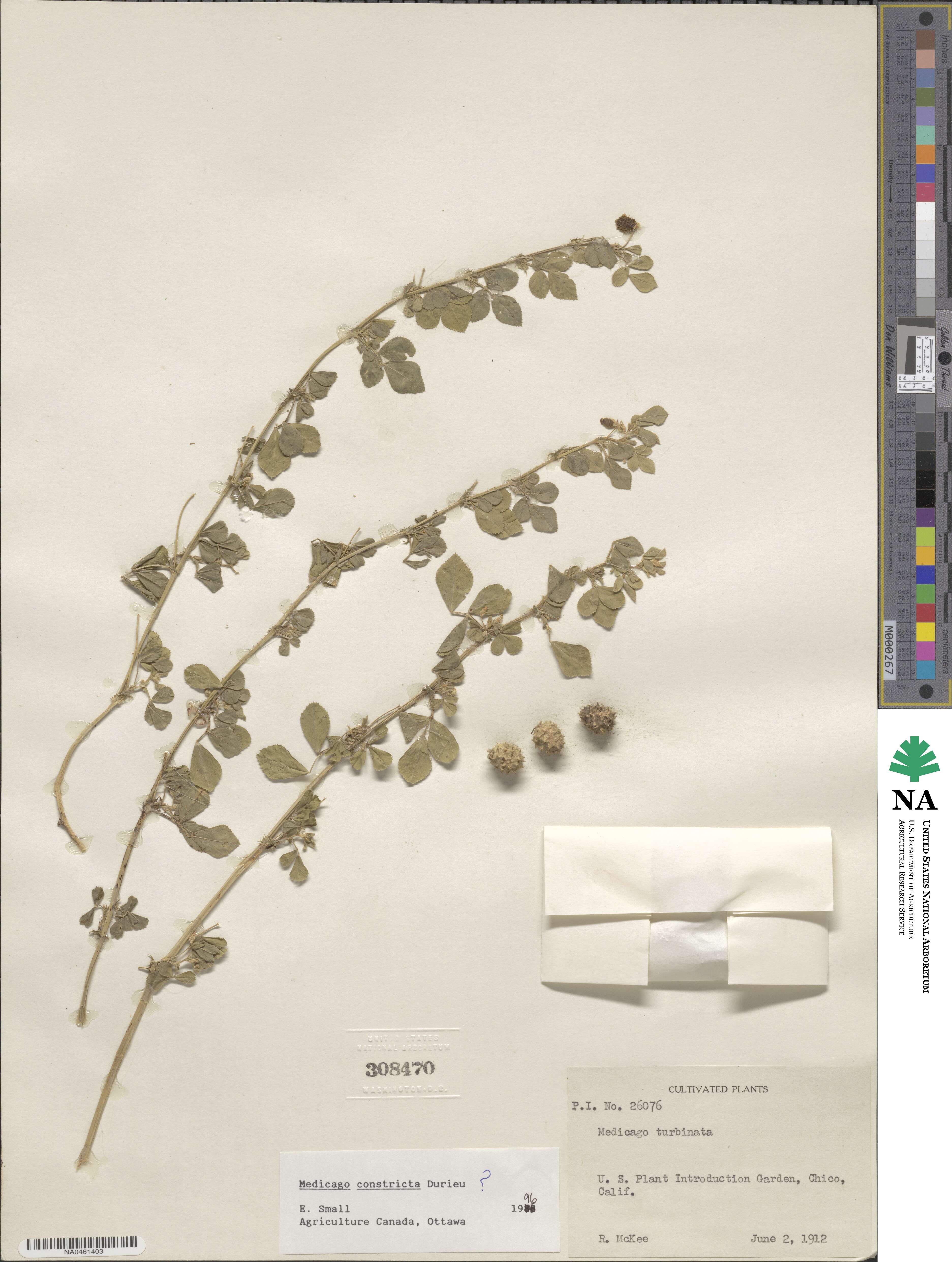 Medicago turbinata image