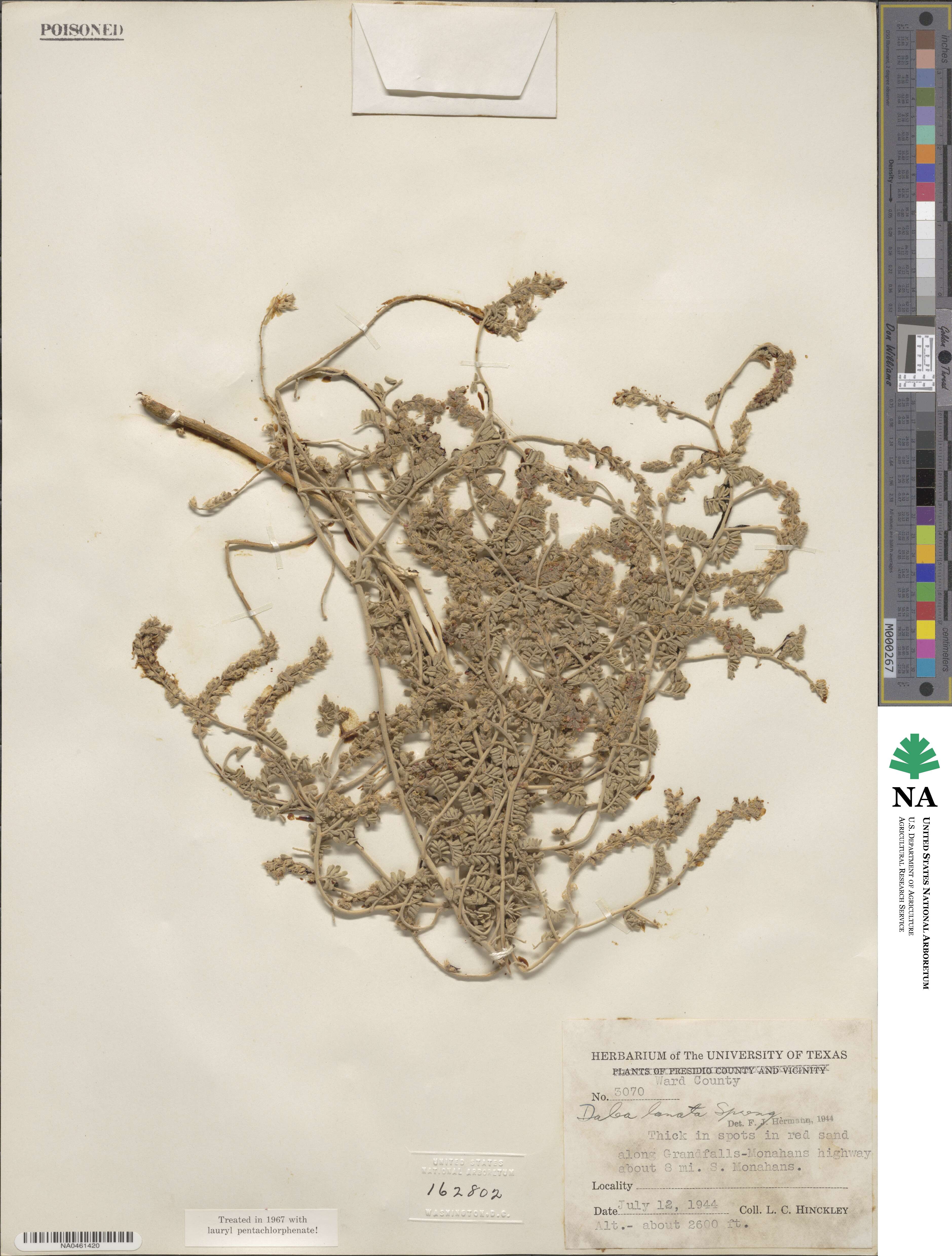 Dalea lanata image