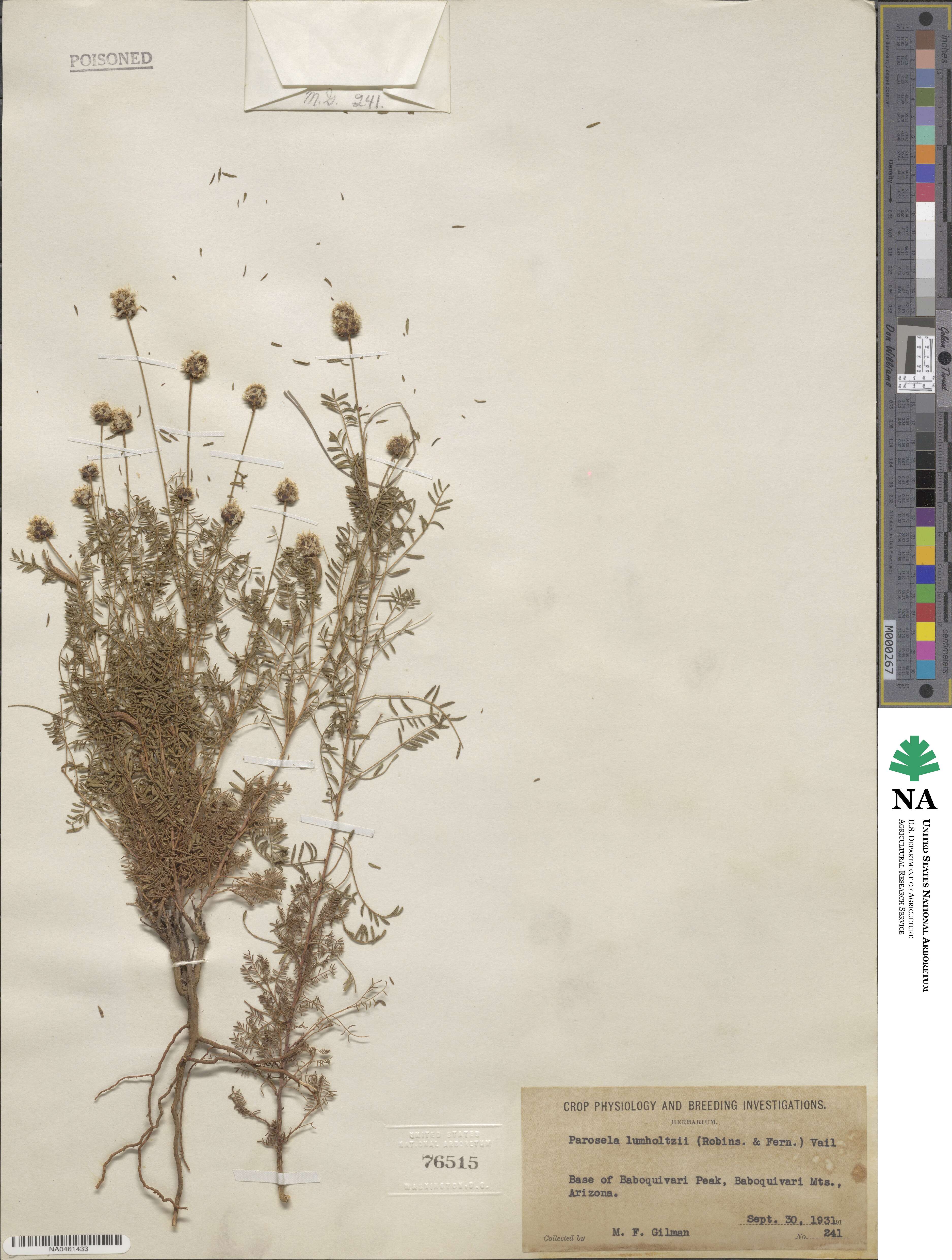 Dalea lumholtzii image
