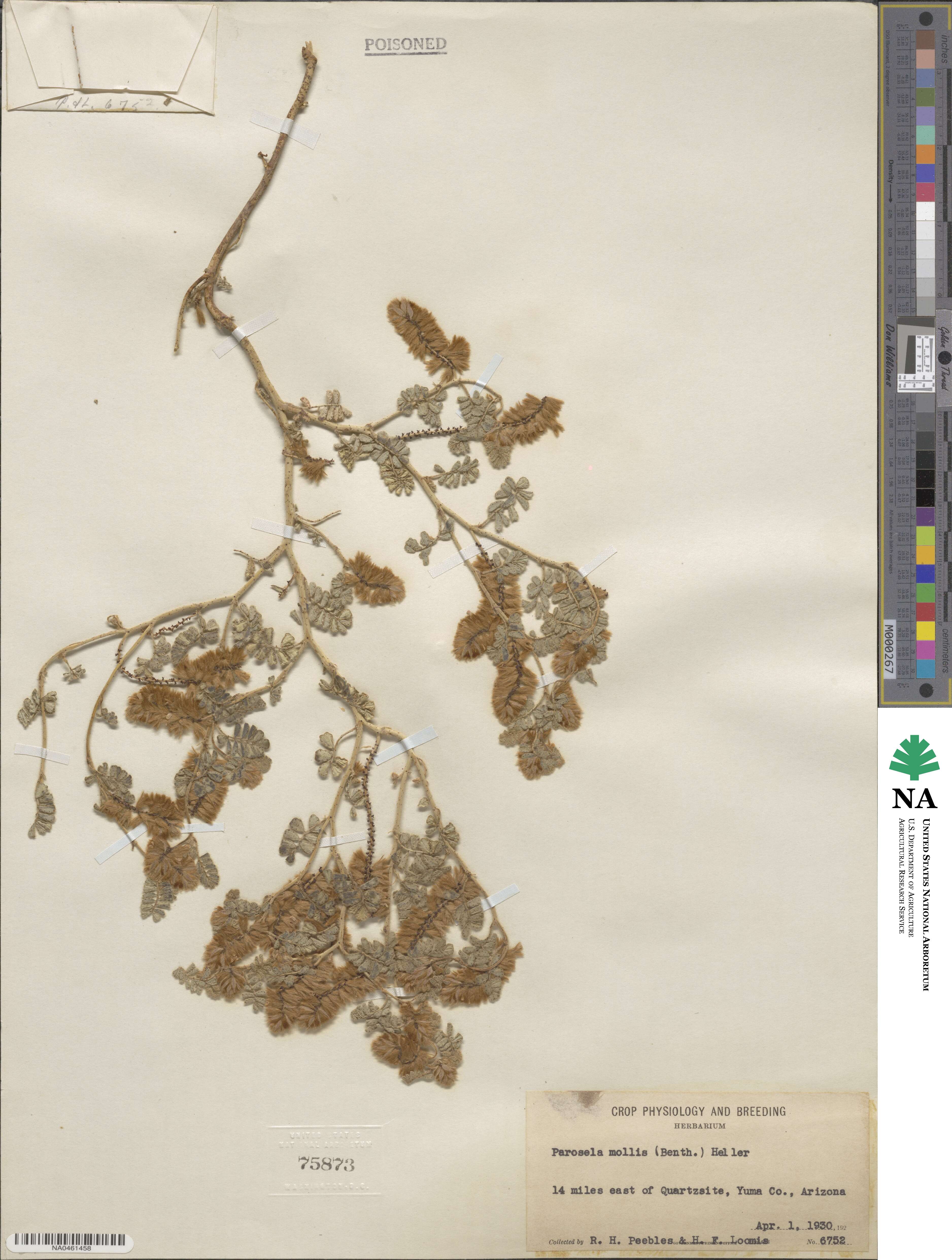 Dalea mollis image