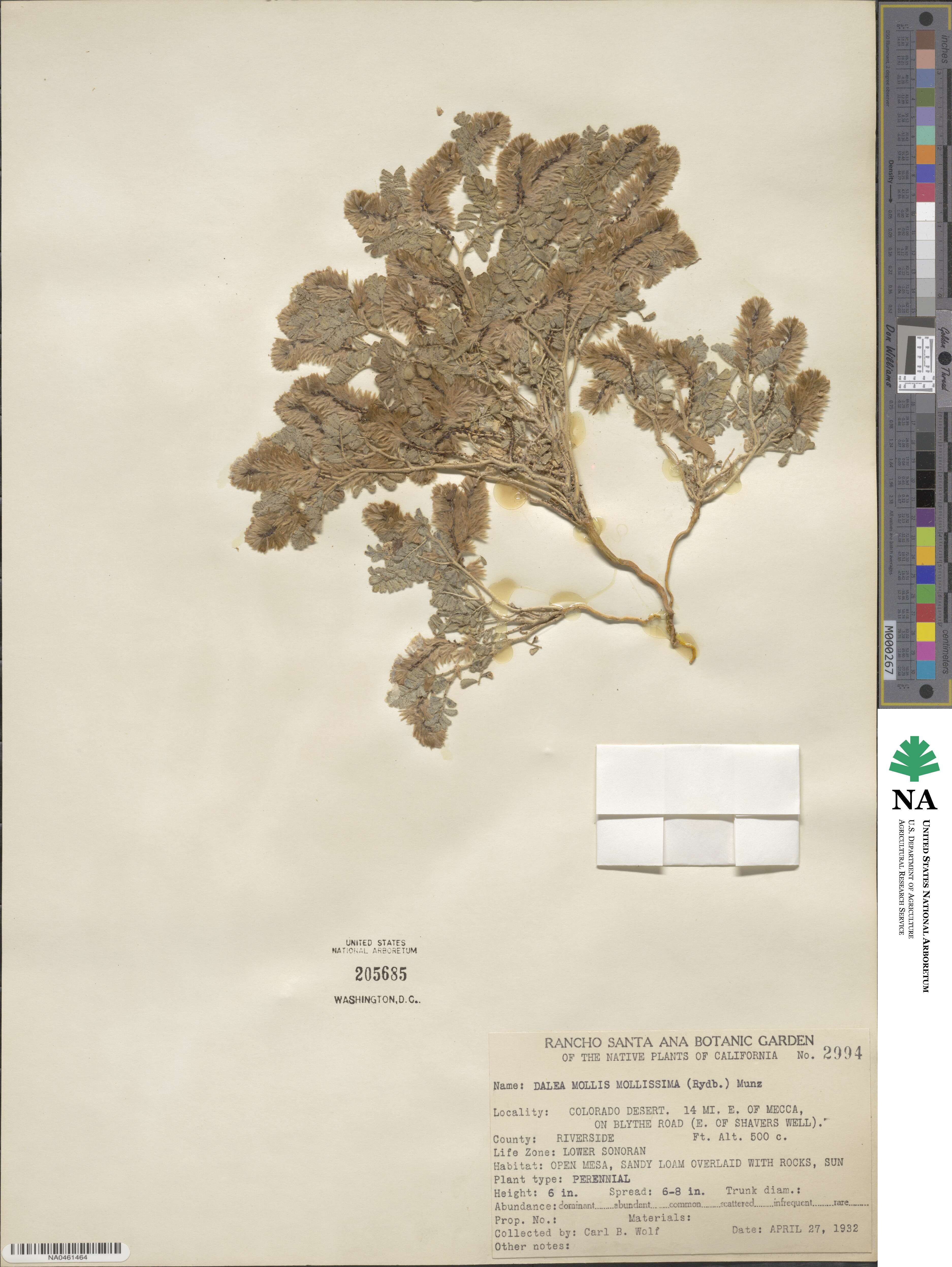 Dalea mollissima image