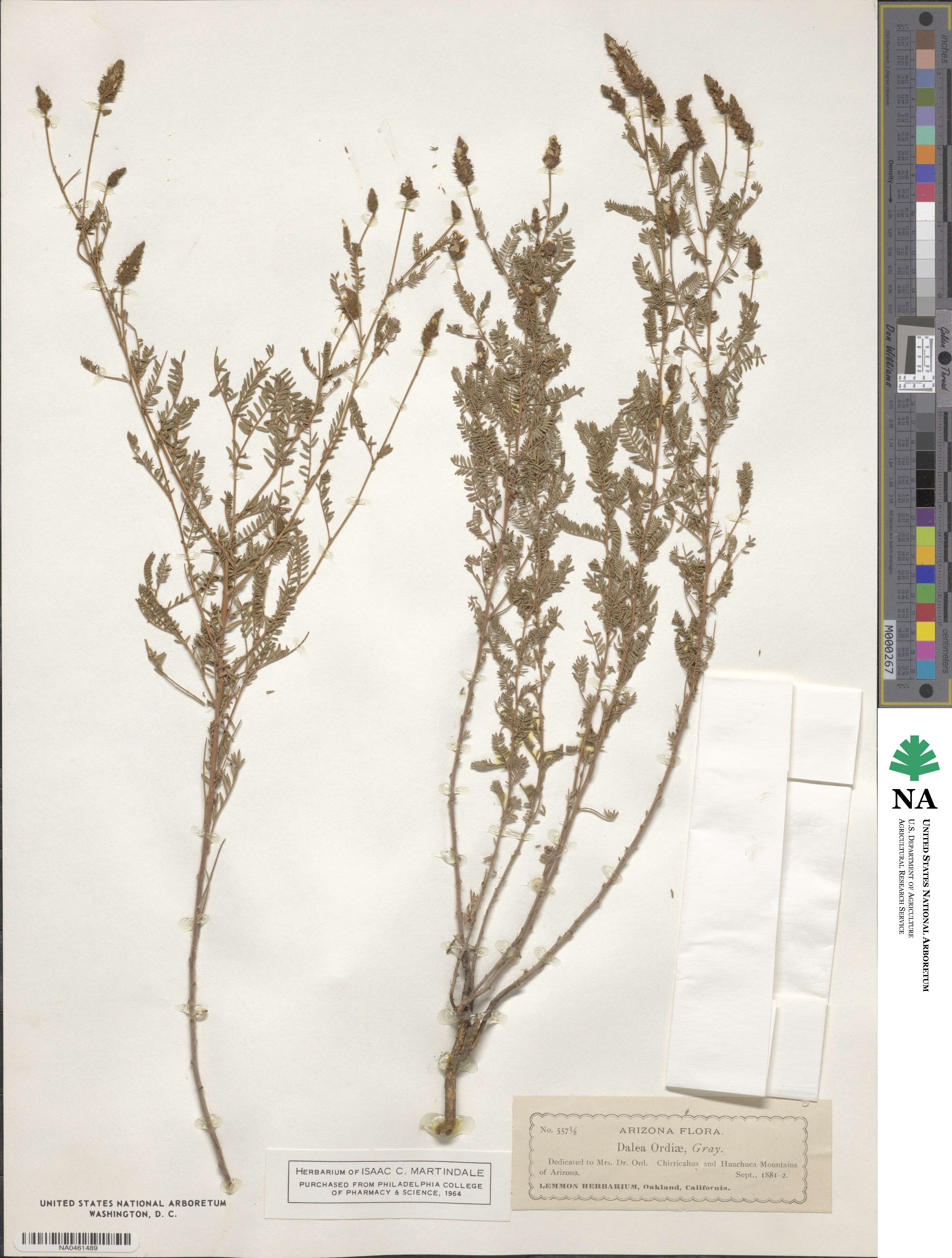 Dalea albiflora image