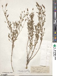 Dalea albiflora image