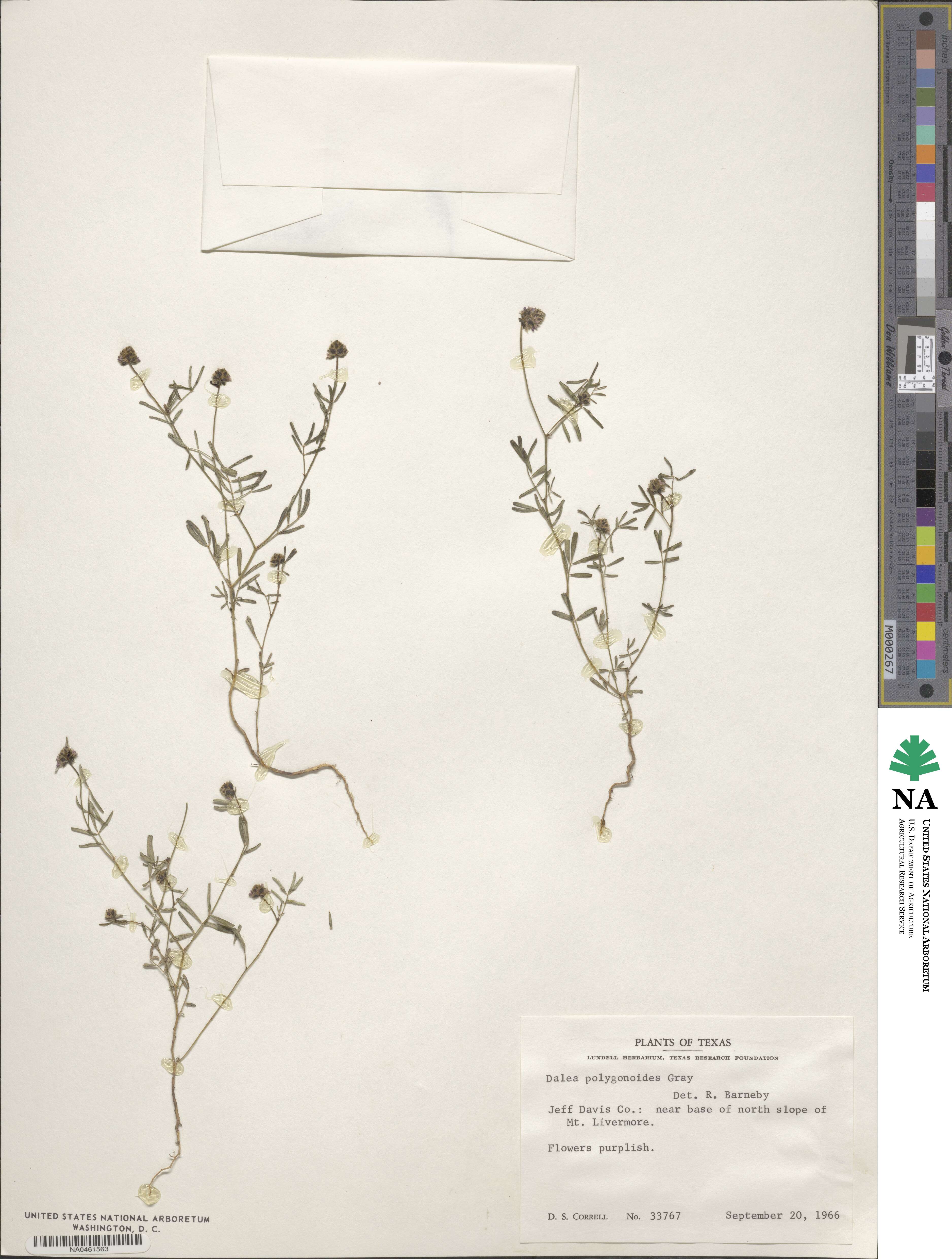 Dalea polygonoides image