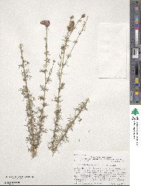 Dalea purpurea image