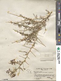 Psorothamnus schottii image