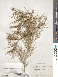 Psorothamnus schottii image