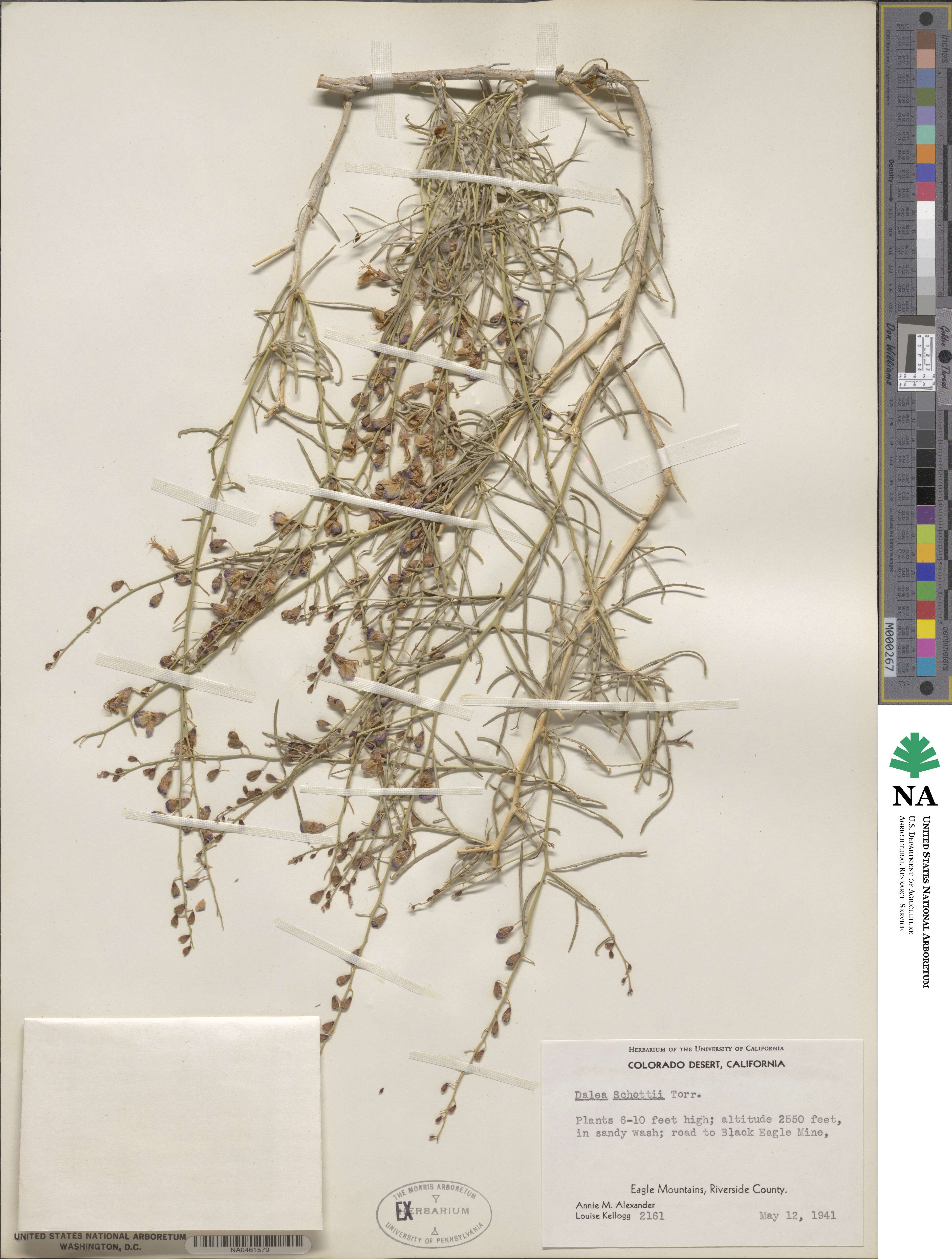 Psorothamnus schottii image