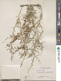 Psorothamnus schottii image