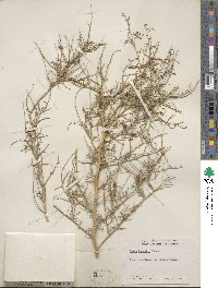 Psorothamnus schottii image