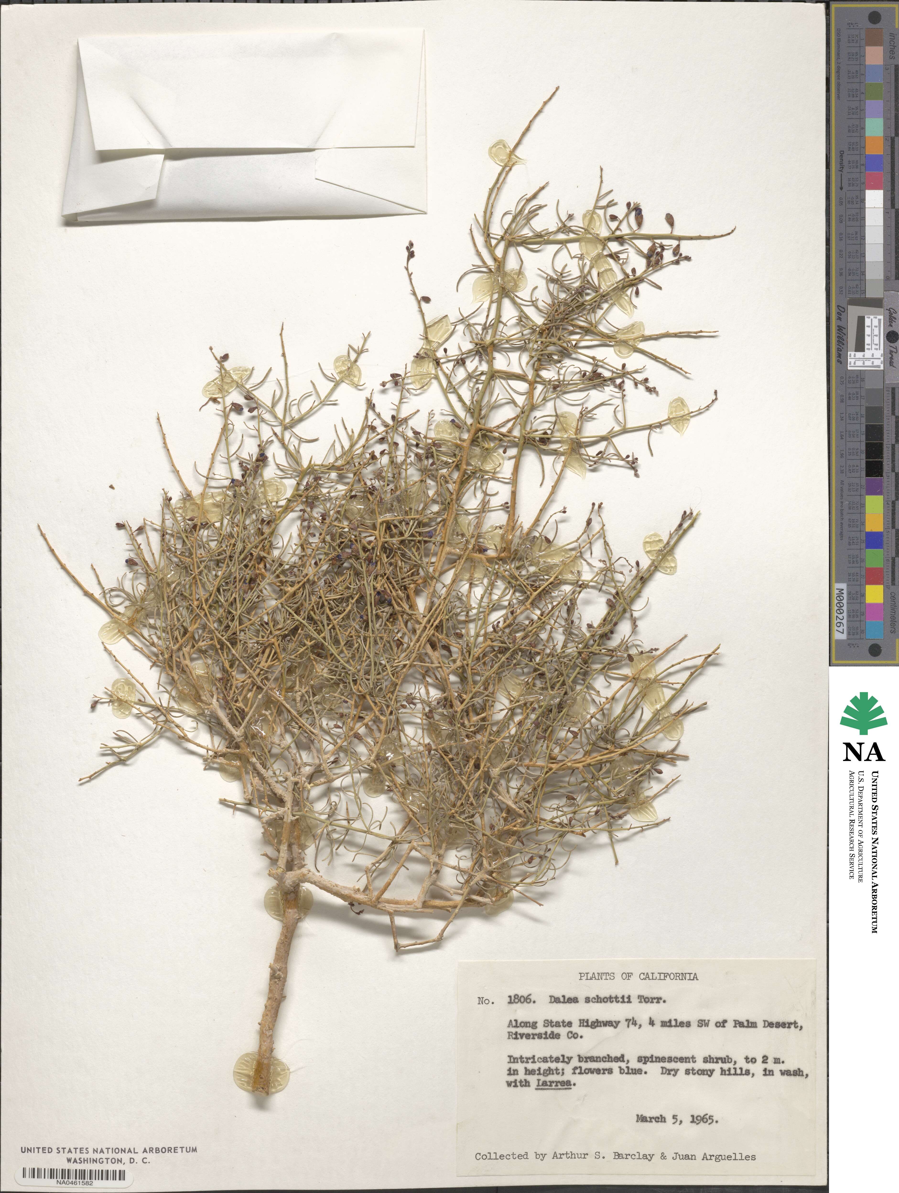 Psorothamnus schottii image