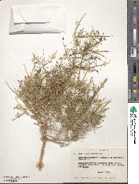 Psorothamnus schottii image