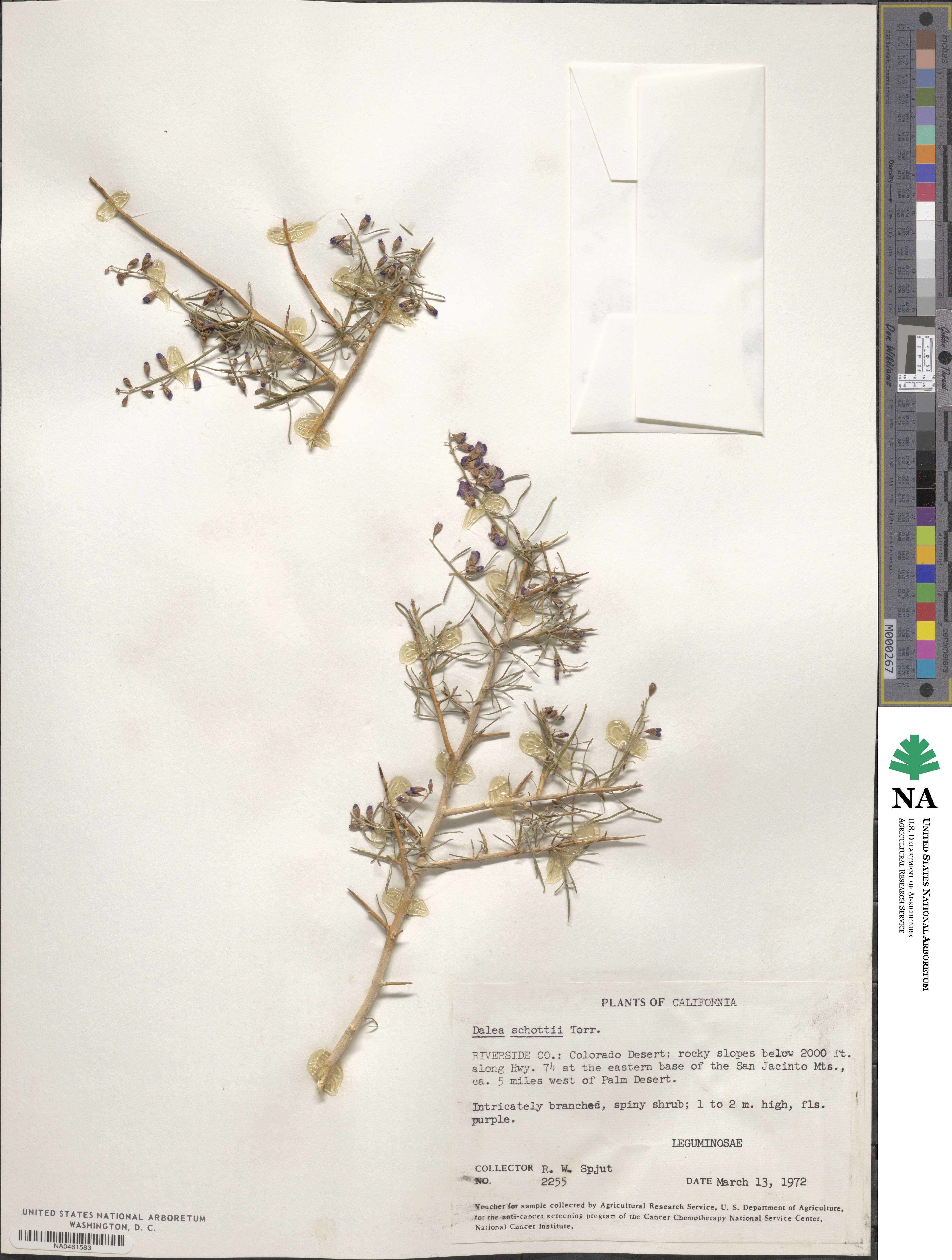 Psorothamnus schottii image