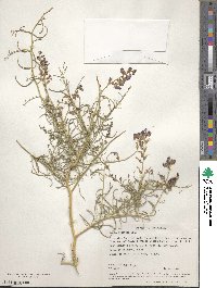 Psorothamnus schottii image