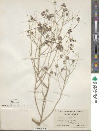 Psorothamnus scoparius image