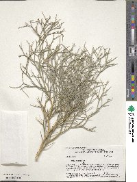 Psorothamnus spinosus image