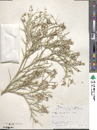 Psorothamnus spinosus image