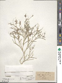 Psorothamnus spinosus image