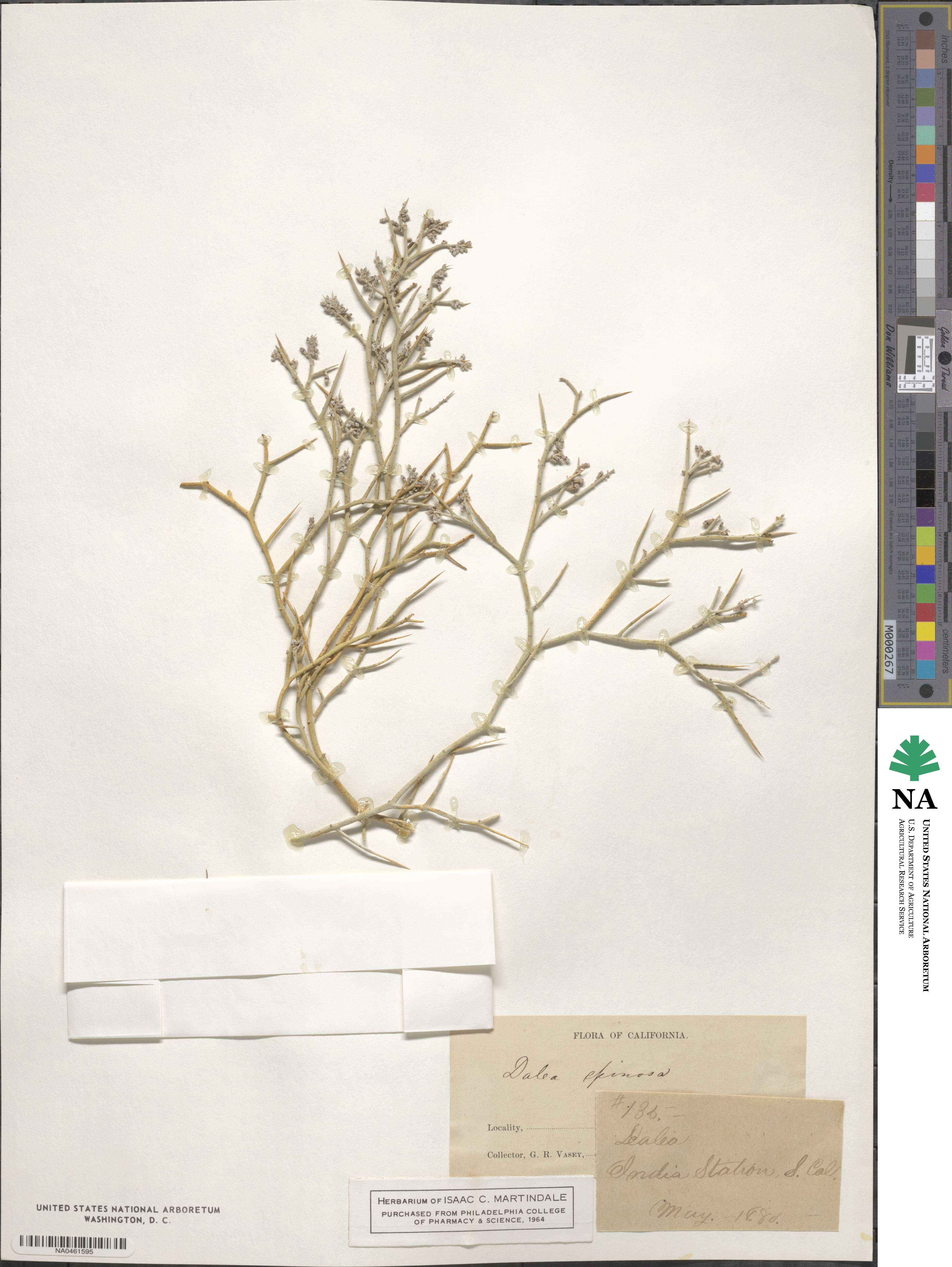 Psorothamnus spinosus image